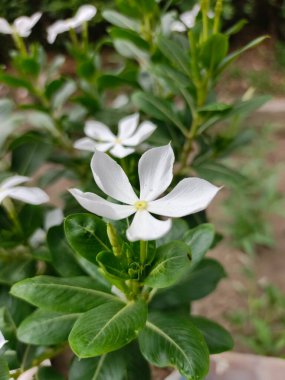 Tek bir beyaz Madagaskar menekşesi çiçeğine yakın çekim. Canlı yeşil yapraklar, huzurlu ve huzurlu bir hava, doğal ışık..