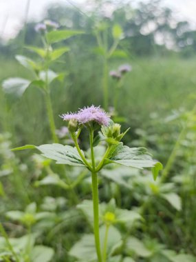 Narin mor kır çiçekleri yumuşak doğal ışık altında yemyeşil bir tarlada yavaşça sallanırlar.