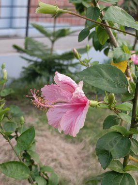 Narin pembe amber çiçeği yumuşak doğal ışık bahçesi güzelliğinde çiçek açıyor.