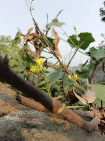 Sarmaşıkta açan narin sarı çiçeğe yakın çekim, kırsal kahverengi dallar, yumuşak doğal ışık, dingin ruh hali.