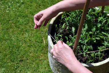 Beyaz bir kadının ellerinin, bambu kamışlarının etrafına ip bağlayıp tatlı bezelye tohumlarıyla dolu bir saksıya tırmanırken ki görüntüsü..