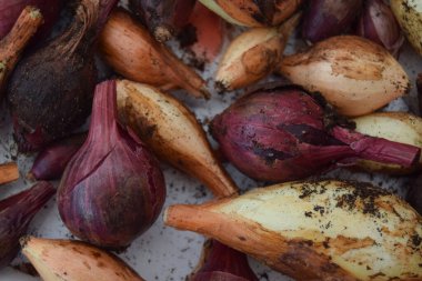 Beyaz arka planda gübre kaplı çeşitli ev yapımı kırmızı ve beyaz soğanlar, İngiltere 'nin kuzeyindeki bir bahçeden yeni toplandı..