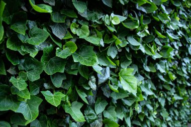 Sarmaşık yaprakları çitlerde güzel bir çit oluşturur.
