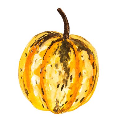 Beyaz arka planda el çizimi Balkabağı çizimi. Çiftlik pazarı ürünü. Ayrıntılı vejetaryen yemek skeci. Suluboya çizimi.