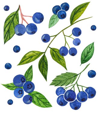 Beyaz arka planda dalları ve yaprakları olan yaban mersinli suluboya seti. Kumaş ve tabaklar üzerine baskı yapmak için elementler.