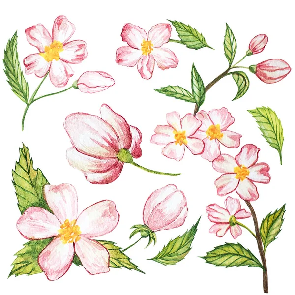 Illustration Aquarelle Une Branche Pomme Aux Fleurs Roses Gros Plan — Photo