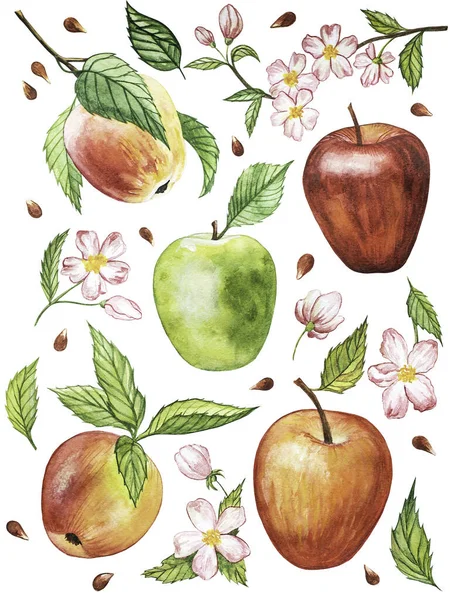 Μήλο Κλαδιά Άνθη Φύλλα Και Φρούτα Που Υδατογραφία Μήλο Φρούτα — Φωτογραφία Αρχείου