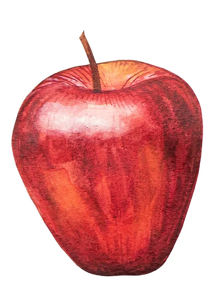 Ilustracja Apple Akwarela Ręcznie Rysowane Ilustracja Dla Kart Okolicznościowych Druku — Zdjęcie stockowe