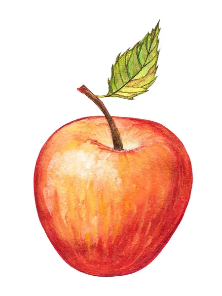 Red Apple Watercolor Painting Ripe Apple Hand Painted White Background — Stock Photo, Image