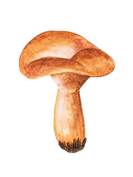 Big Brown Forest Boletus Edulis Mushroom White Background Watercolor Hand — Stock Photo, Image