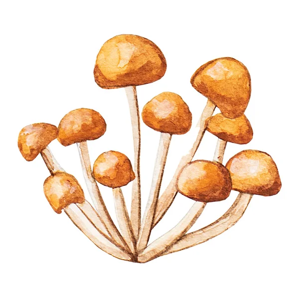 Honey Agaric Photo Mushrooms Closeup Hand Drawn Watercolor Illustration White — Stock Photo, Image
