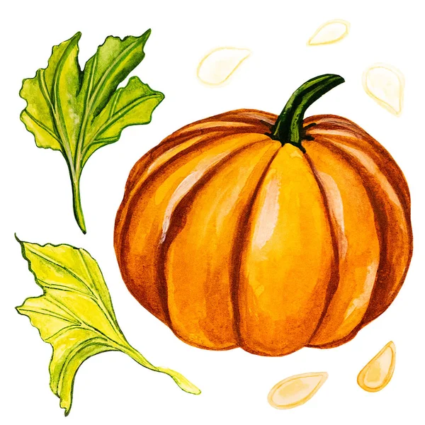 Set Pumpkin Green Leaves Seeds Watercolour Isolated White Background Watercolor — Stock Photo, Image