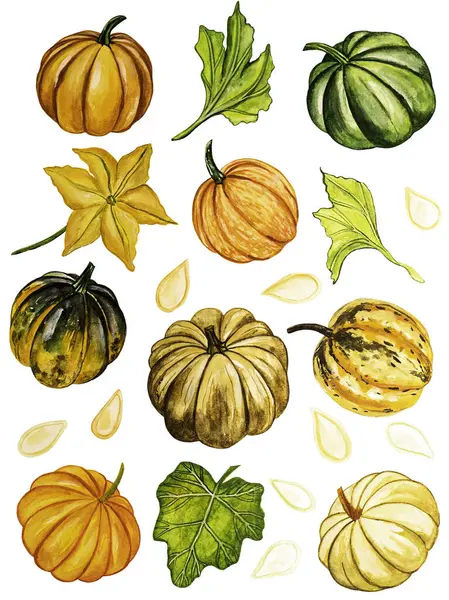 水彩画秋天设置与不同的南瓜 花朵和叶子隔离在白色的背景 手工绘制的秋季作文 — 图库照片
