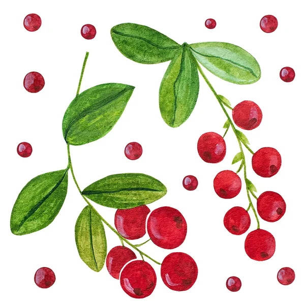 Υδατογραφία Απομονωμένη Εικόνα Ενός Κλαδιού Και Cranberry Μούρα Λευκό Φόντο — Φωτογραφία Αρχείου