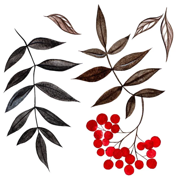 Зеленые Листья Сине Черные Ягоды Ботанические Акварельные Иллюстрации Белом Элемент — стоковое фото