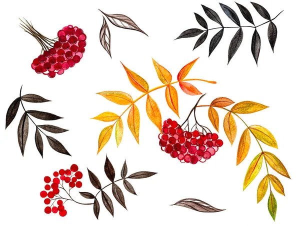 水彩缤纷的山莓和树叶 手绘花卉图解隔离在白色背景上 打印的元素 面料和纺织品设计 适合书籍装饰 包装纸 — 图库照片