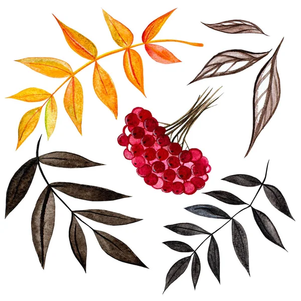 Спелые Красные Ягоды Рябины Листьями Естественный Сезонный Урожай Плоская Абстрактная — стоковое фото