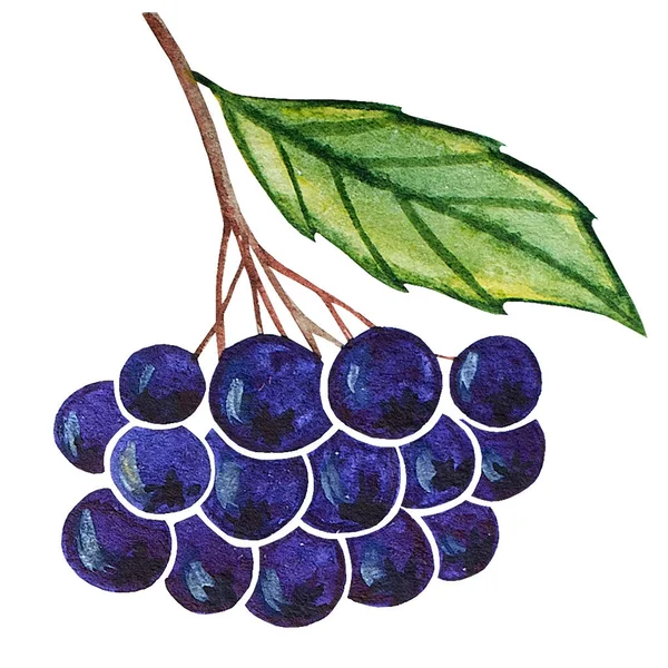绿叶和蓝黑色的浆果 白色植物水彩画作为健康食品主题和花园主题 明信片 秋季收获 图案的设计元素 — 图库照片