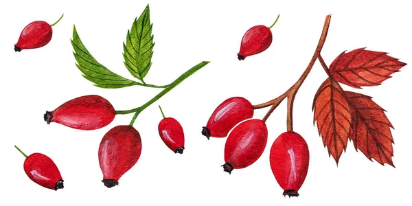 水彩缤纷的玫瑰红浆果 背景为白色 绿叶和红叶 — 图库照片