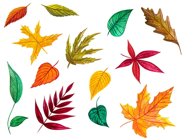 Conjunto Ilustrações Com Folhas Outono Outono Temporada Botânica Elementos Gráficos — Fotografia de Stock