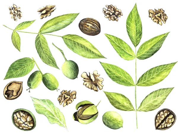 树叶和坚果的形态 壳中有坚果植物和坚果的叶子 核桃树 胡瓜属 的真实写照 带有水果 核桃壳的早午餐 — 图库照片