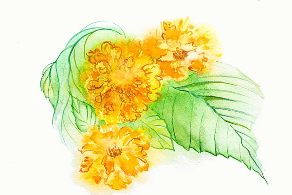 Aquarela Flor Decorativa Marigold Tagetes Amarelo Closeup Fundo Branco — Fotografia de Stock