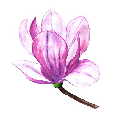 İzole edilmiş beyaz arkaplanda pembe manolya çiçeği, ambalaj tasarımı için suluboya çizimi.