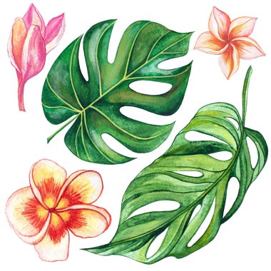 Tropik çiçek seti. Hibiscus, plumerias ve Monstera.