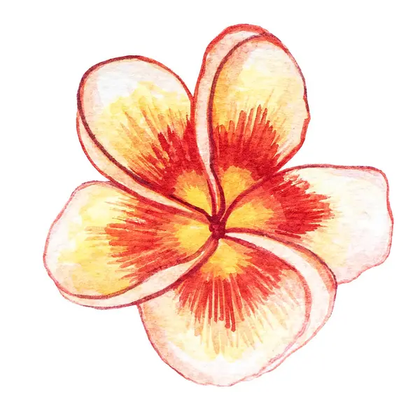 Fleur Plumeria Rouge Jaune Illustration Aquarelle Isolé Sur Fond Blanc — Photo