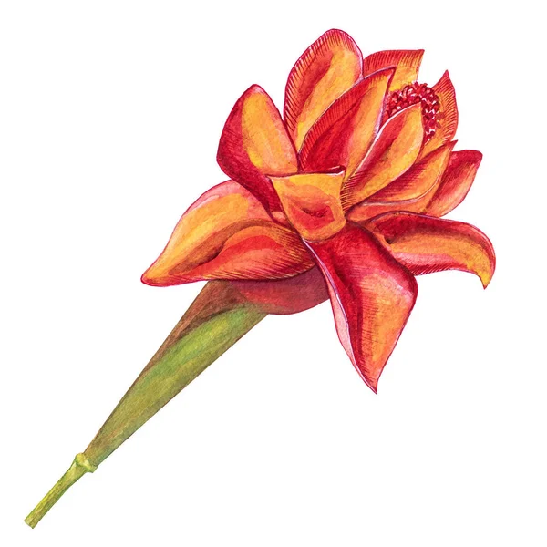 Όμορφα Λουλούδια Ακουαρέλα Για Σχεδιασμό Σας Και Floral Μοτίβο Για — Φωτογραφία Αρχείου