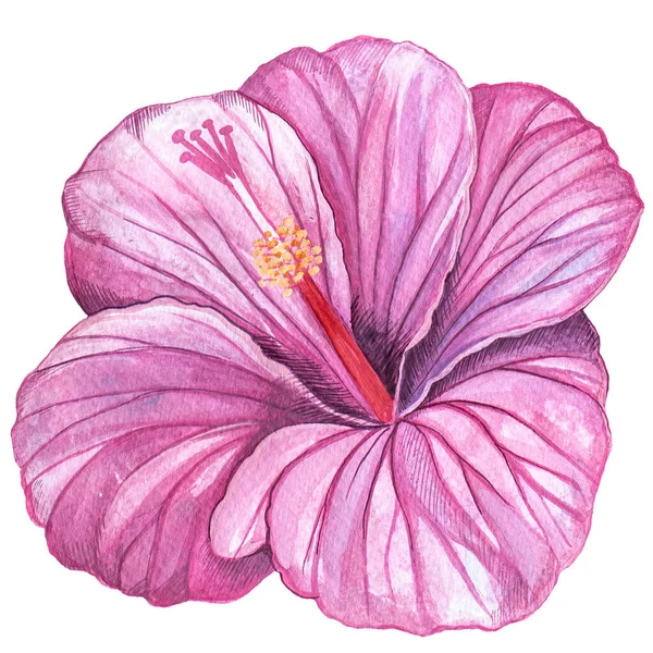 Acquerello Fiore Tropicale Fiore Rosa Uno Sfondo Bianco Isolato Illustrazione — Foto Stock