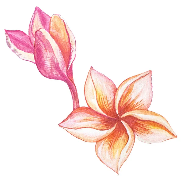 Λουλούδι Plumeria Φρανζιπάνι Υδατογραφία Βοτανική Απεικόνιση Απομονωμένο Λευκό Φόντο Για — Φωτογραφία Αρχείου