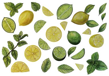 Nane ve limon suyu, beyaz bir arka planda izole edilmiş meyve, yarım ve dilimler. El suluboya. Botanik suluboya..