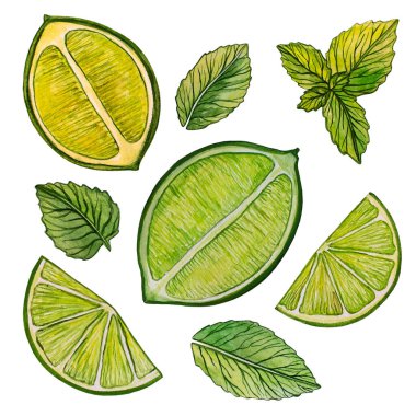 Kireç ve nane renginde suluboya baskı. Beyaz arkaplanda izole edilmiş nane ve limon yaprakları..