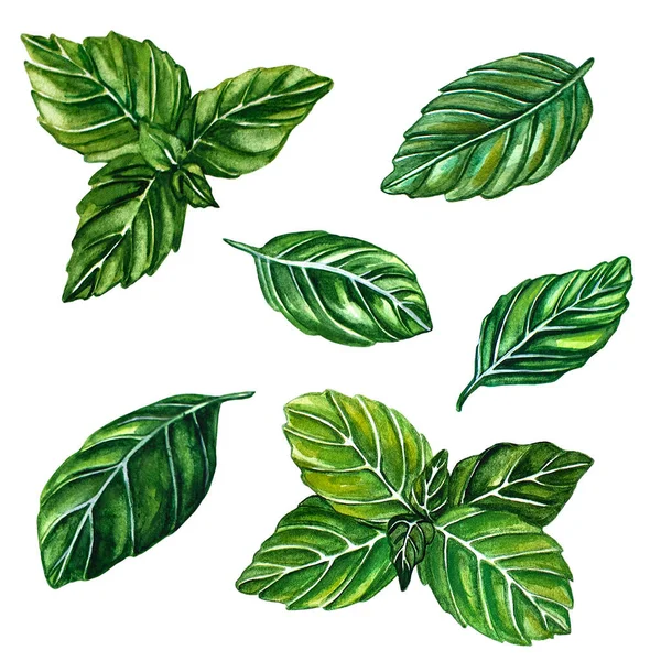 Suluboya fesleğen koleksiyonu. İzole edilmiş beyaz arkaplandaki yapraklar, suluboya botanik resim.