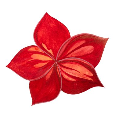 Beyaz arka planda izole edilmiş Frangipani Tesisatı çiçekleri. El yapımı suluboya çiçek, pembe tropikal zambak, izole. 