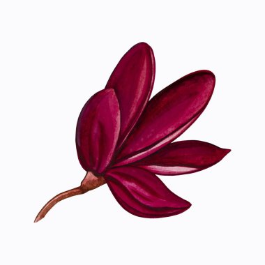 Beyaz arka planda izole edilmiş kırmızı frangipani çiçeği. Suluboya çizimi.