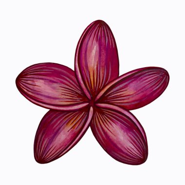 Issız bir suluboya tarzında tropik Hawaii çiçeği. Arkaplan, mücevher, doku, ambalaj deseni, çerçeve veya kenar için Aquarelle plumeria.