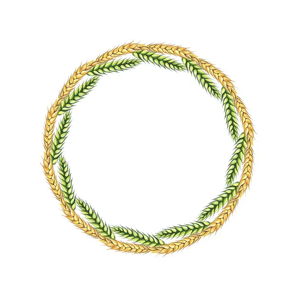 Simple wreath from wheat stalks on white background. Green and yellow stalks frame. Round border composition concept. For bakery, card, poster, invitation.