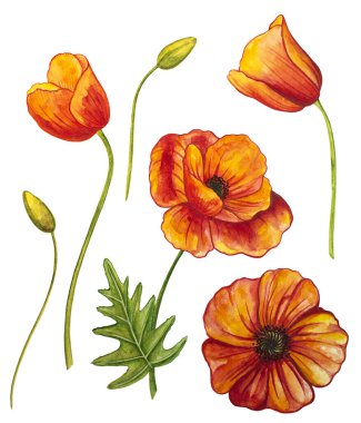 Suluboya kırmızı haşhaş seti beyaz arka planda mükemmel bir şekilde izole edilmiş. Desen, bayrak, sınır, çerçeve, doku için el boyaması yabani bitkiler.