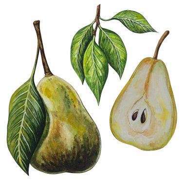 Armut meyvesi. Ağaç dalı yapraklı gerçekçi botanik suluboya çizimi. Olgun sulu, izole edilmiş el boyası. Tam ve yarım armut.. 