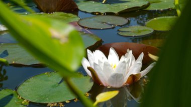 Gölette beyaz zambak