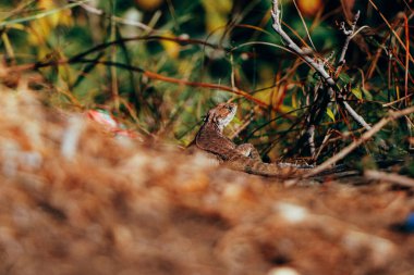 Himachal Pradesh 'in Ormanı ve Güzelliği