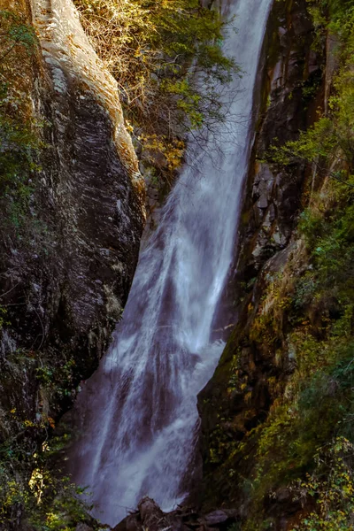 Wald Und Schönheit Von Himachal Pradesh — Stockfoto