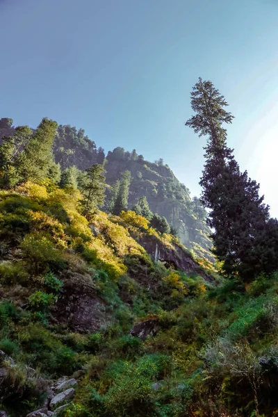 Foresta Bellezza Dell Himachal Pradesh — Foto Stock