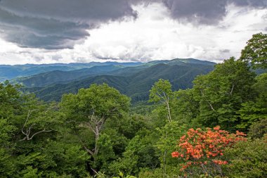 Orange Flame Azalea blooms in the mountains of The Blueridge Parkway.