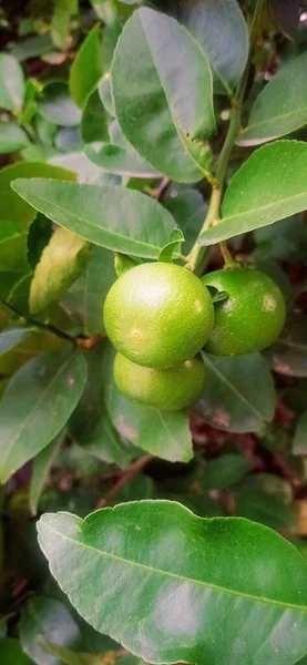 Λεμόνια Και Πράσινα Φύλλα Στον Κήπο — Φωτογραφία Αρχείου