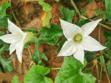 Bahçedeki güzel çiçekler