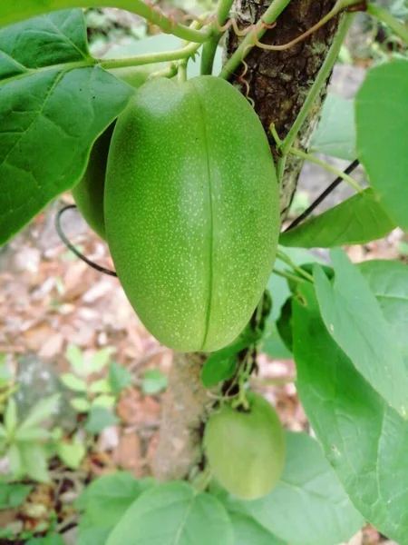 Świeży Zielony Papaya Drzewo — Zdjęcie stockowe