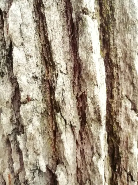 Старую Текстуру Дерева Абстрактный Деревянный Фон — стоковое фото